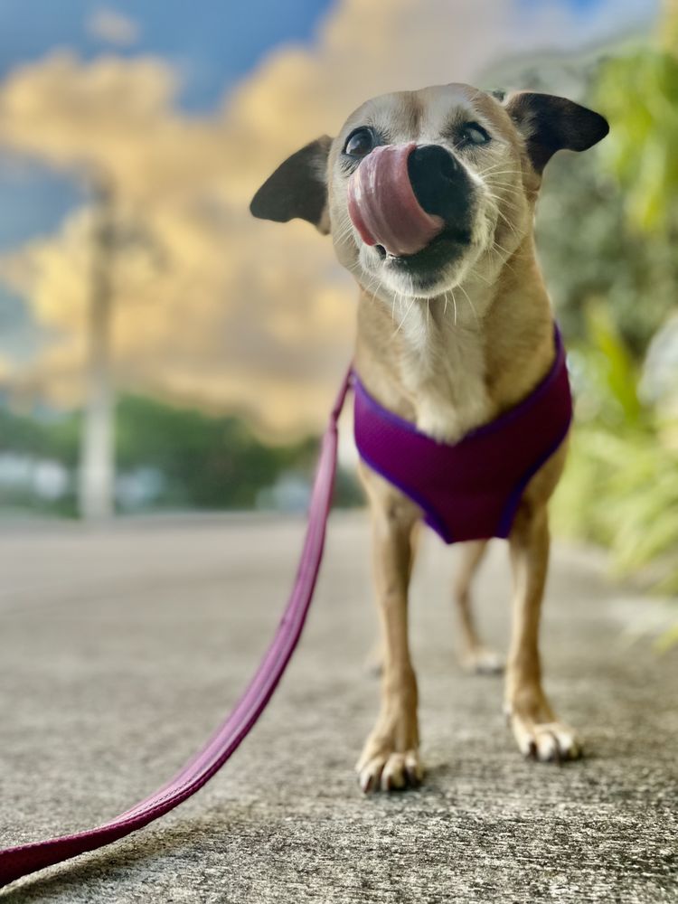 Frida’s Pawsome Pet Care - pet boarding facility in Oakland Park, FL
