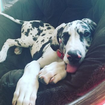 Pky Danes - Pet Services Near Me - Conroe, Texas