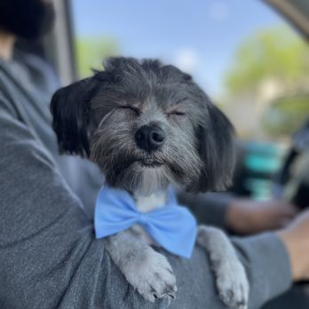 Graceful Pet Grooming - Neko was content after his visit - Pet Groomers Near Me - San Antonio, Texas Graceful Pet Grooming - Neko was content after his visit - Pet Groomers Near Me - San Antonio, Texas