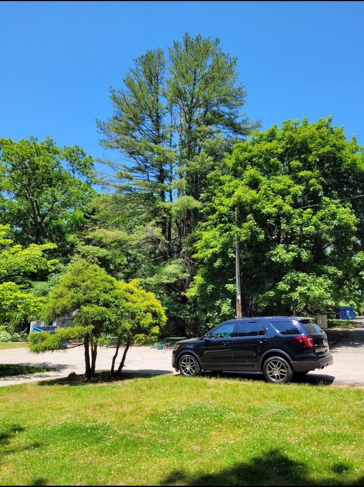 Alejandro's Tree Services - tree service in North Providence, RI