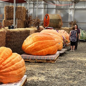 Bauman's Farm and Garden - Huge pumpkins! - Fruits & Veggies Near Me - Gervais, Oregon
