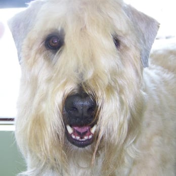 Grooming In Style - Pet Groomers Near Me Grooming In Style - Pet Groomers Near Me
