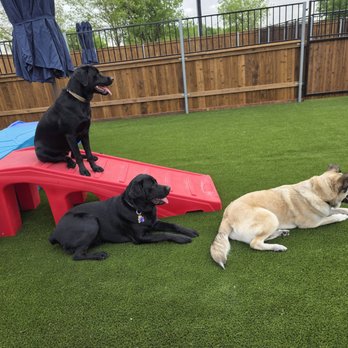 K9 Kind Resort - Pet Boarding Near Me - Justin, Texas