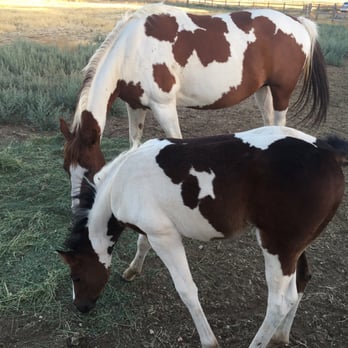 Zion Mountain Ranch - Mama horse and her foal! - Guest Houses Near Me - Mount Carmel, Utah Zion Mountain Ranch - Mama horse and her foal! - Guest Houses Near Me - Mount Carmel, Utah