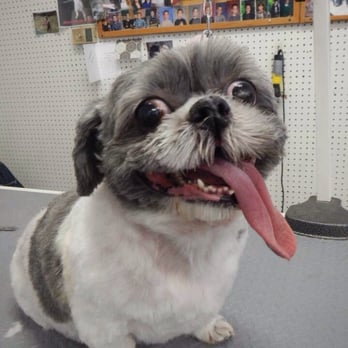 Garden State Barkway - Happy happy xoxoxo - Pet Groomers Near Me - Ringwood, New Jersey Garden State Barkway - Happy happy xoxoxo - Pet Groomers Near Me - Ringwood, New Jersey