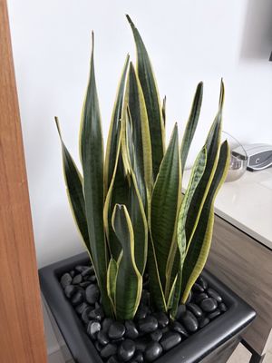 ARIA Sky Suites by null