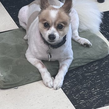 All Around Pet Care - Cooper - Pet Groomers Near Me - Clearwater, Florida All Around Pet Care - Cooper - Pet Groomers Near Me - Clearwater, Florida