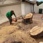 Photo of Desert Tree Trimming and Removal