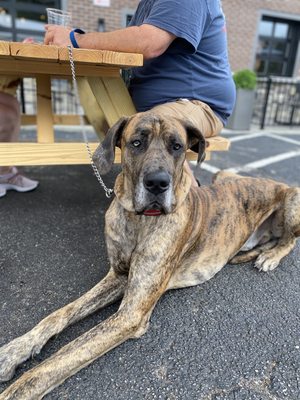 The Common Beer Company by null