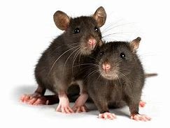 Scotland Yard Pest Control