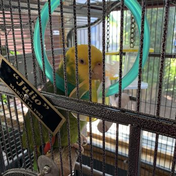 Spring Garden Restaurant - Julio the parrot-  don't stick your fingers in cage or you will get bit! - Breakfast & Brunch Near Me - Myrtle Beach, South Carolina