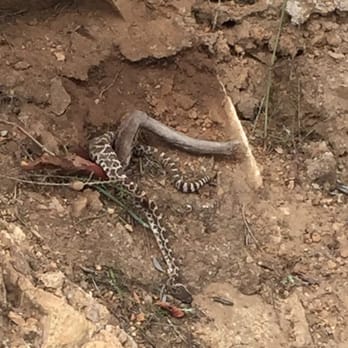 Double Peak Park - A baby rattle snake just a few steps away from me - Parks Near Me - San Marcos, California Double Peak Park - A baby rattle snake just a few steps away from me - Parks Near Me - San Marcos, California