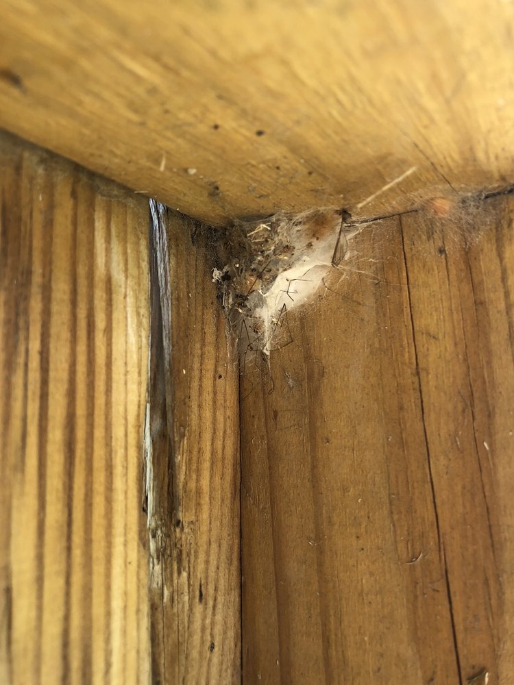 RELIANT PEST MANAGEMENT 12 Photos & 70 Reviews 421 Chestnut