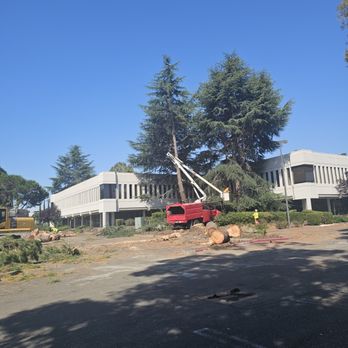 P & J Tree Services - Removing large trees with the right equipment - Tree Services Near Me - Fairfield, California