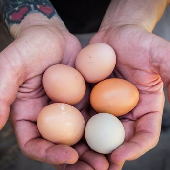 Ethic Cider - a person holding a handful of eggs - Cideries Near Me - Sebastopol, California Ethic Cider - a person holding a handful of eggs - Cideries Near Me - Sebastopol, California