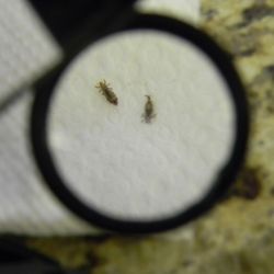 No Lice Twice - photos of lice bugs
