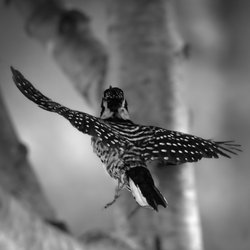 City of Campbell - Woodie Woodpecker in my yard