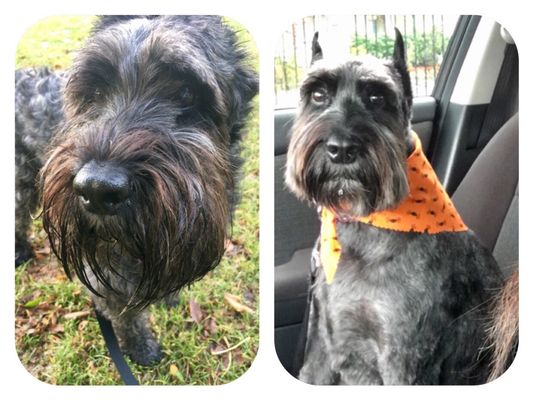 Hair Of The Dog Wash and Groom by null