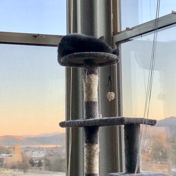 Sierra Vista Apartments - The cat loves watching the sunrises from up here too - Apartments Near Me - Reno, Nevada