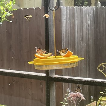 Butterflies of Cape Cod - Gift Shops Near Me - Buzzards Bay, Massachusetts