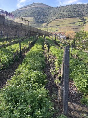 Quinta do Bomfim by null