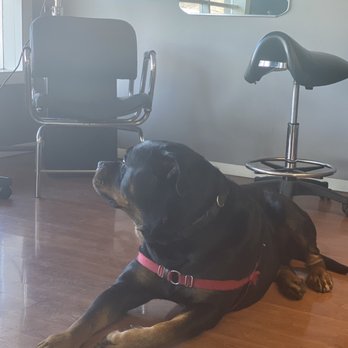 Hairscape - The bestest boi Bubz. - Hair Salons Near Me - East Stroudsburg, Pennsylvania Hairscape - The bestest boi Bubz. - Hair Salons Near Me - East Stroudsburg, Pennsylvania