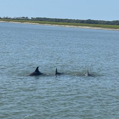 Bulls Island Ferry by null