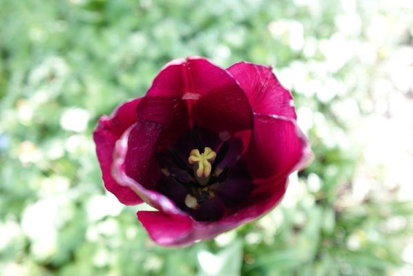 Betty Ford Alpine Gardens by null