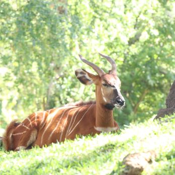 Honolulu Zoo - Zoos Near Me - Honolulu, Hawaii