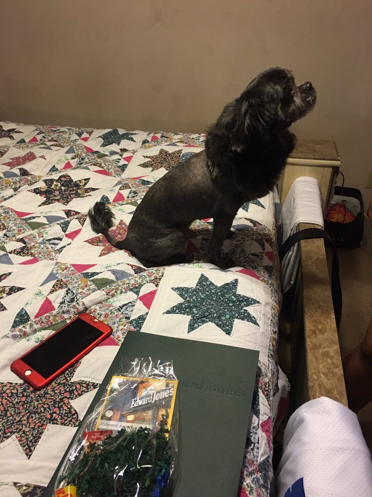 BUBBLES & BOWS PET SALON Updated May 2024 13 Reviews 637 NE Main