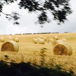 Wild Wicklow Tours - Hay!