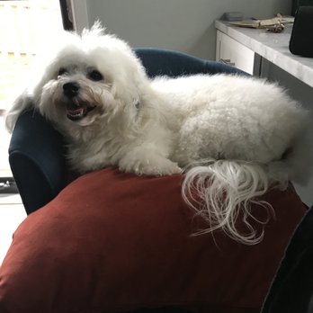 The Dog Spa - Pet Groomers Near Me - Warrenton, Virginia The Dog Spa - Pet Groomers Near Me - Warrenton, Virginia