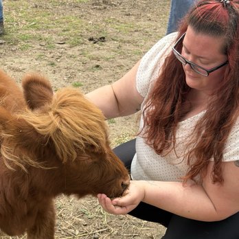 Kamins Farm Sanctuary - My fav the little highland cows. - Animal Shelters Near Me