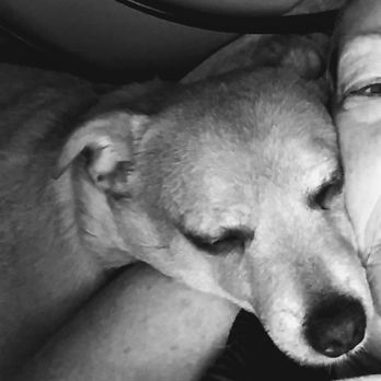 Petsitting Done Right - Pure love - Dog Walkers Near Me Petsitting Done Right - Pure love - Dog Walkers Near Me
