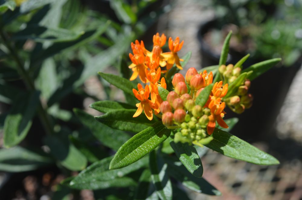 ARROWHEAD NURSERY 11 Photos 7466 Smythe Farm Rd, Memphis, Tennessee