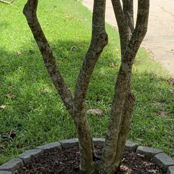 Andrews Roofing & Tree Service - Before picture of planter bed around tree out front - Roofing Near Me