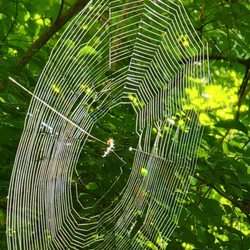 Aullwood Garden MetroPark