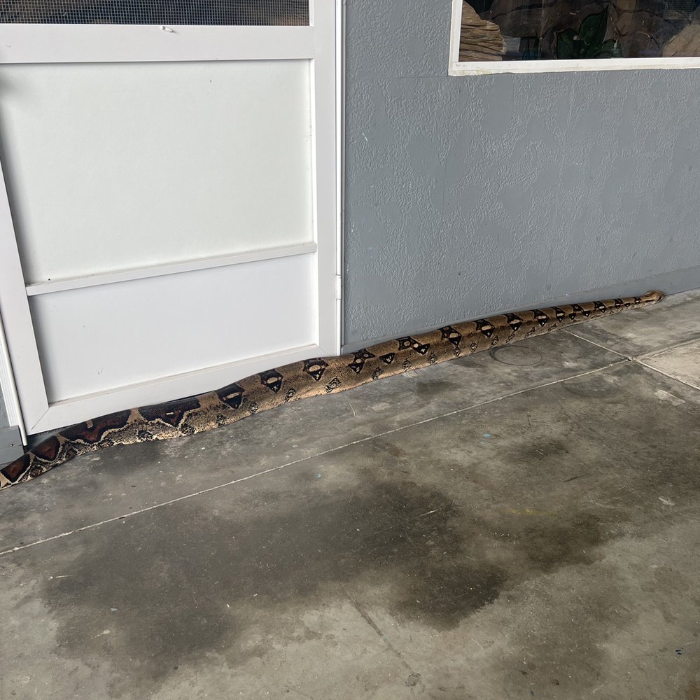 Iguanaland - Columbian Boa - Zoos Near Me - Punta Gorda, Florida