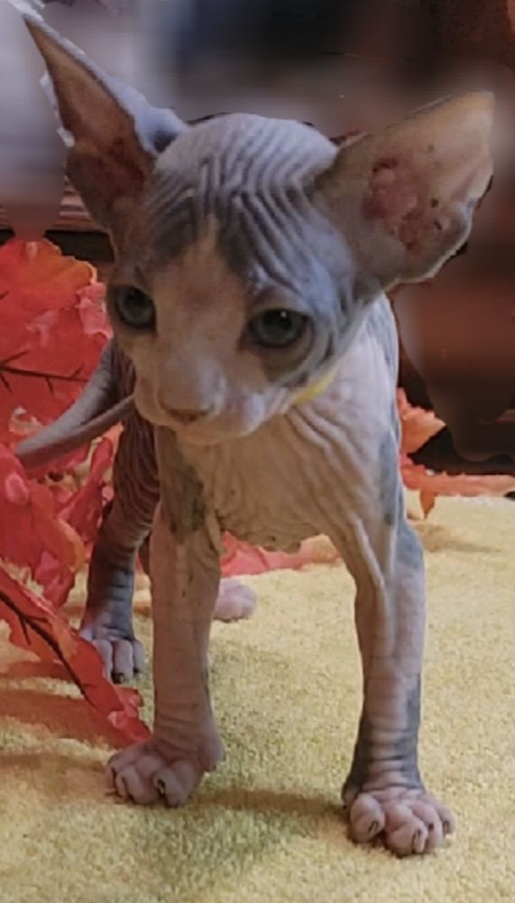 KITTY KINGDOM 302 17 Photos Virginia Beach, Virginia Pet Breeders