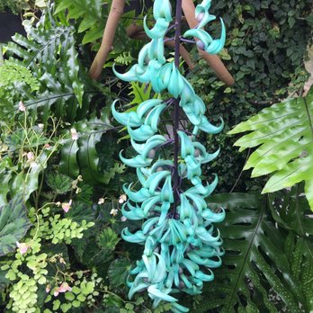Volunteer Park Conservatory - The Jade Vine!!! - Parks Near Me - Seattle, Washington