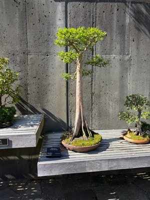 The North Carolina Arboretum by null