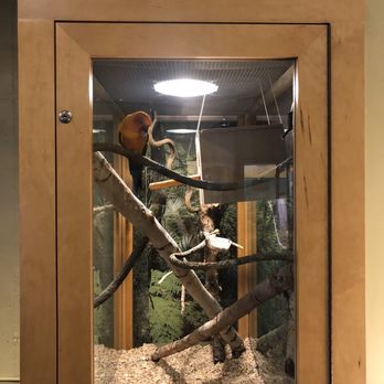 Brooklyn Children's Museum - Poor guy in his lonely cage with zero toys and fake leaves. - Children's Museums Near Me - Brooklyn, New York