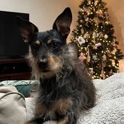 Encino Pet Grooming & Daycare - This was before