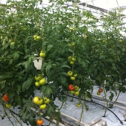 VanHart Greenhouses All Organic - Ripening organic tomatoes on the vine