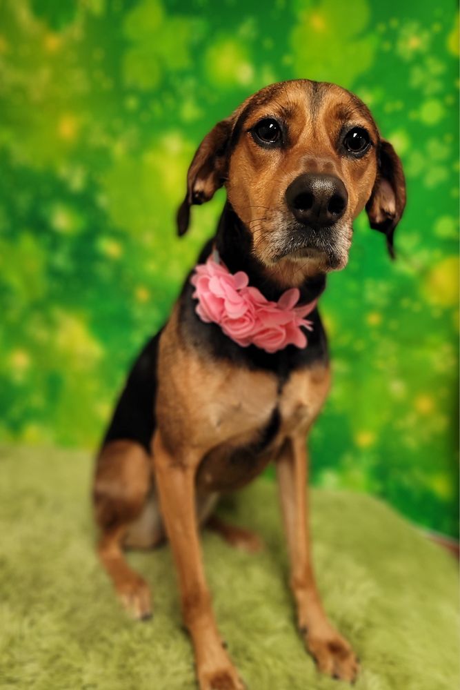 STEPPIN OUT GROOMING SALON Updated October 2024 26 Photos & 10