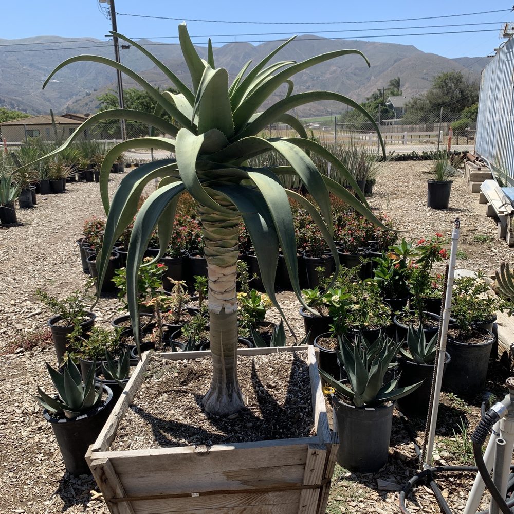 Sal’s Cactus Mart - Nurseries & Gardening Near Me - Fillmore, California Sal’s Cactus Mart - Nurseries & Gardening Near Me - Fillmore, California