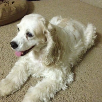Cristy's Grooming - Cocker spaniel over 2 weeks ago and cut still holding it's shape! Thanks Cristy! - Pet Groomers Near Me - Melbourne, Florida Cristy's Grooming - Cocker spaniel over 2 weeks ago and cut still holding it's shape! Thanks Cristy! - Pet Groomers Near Me - Melbourne, Florida