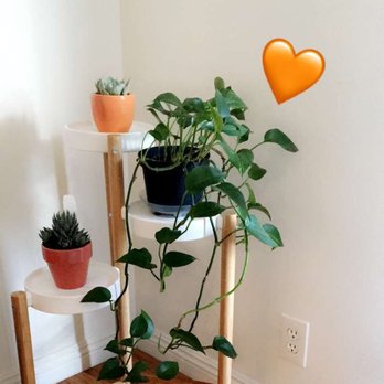Sunset Nursery - Perfect additions to my basic apartment set up thanks to my good old friend IKEA and Sunset. - Nurseries & Gardening Near Me - Los Angeles, California Sunset Nursery - Perfect additions to my basic apartment set up thanks to my good old friend IKEA and Sunset. - Nurseries & Gardening Near Me - Los Angeles, California