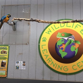 Wildlife Learning Center - Gorgeous blue and gold macaw - Zoos Near Me - Sylmar, California Wildlife Learning Center - Gorgeous blue and gold macaw - Zoos Near Me - Sylmar, California