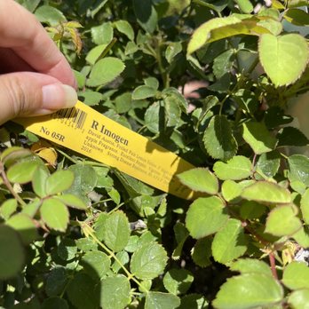 Armstrong Garden Centers - David Austin roses - Nurseries & Gardening Near Me - Monrovia, California Armstrong Garden Centers - David Austin roses - Nurseries & Gardening Near Me - Monrovia, California